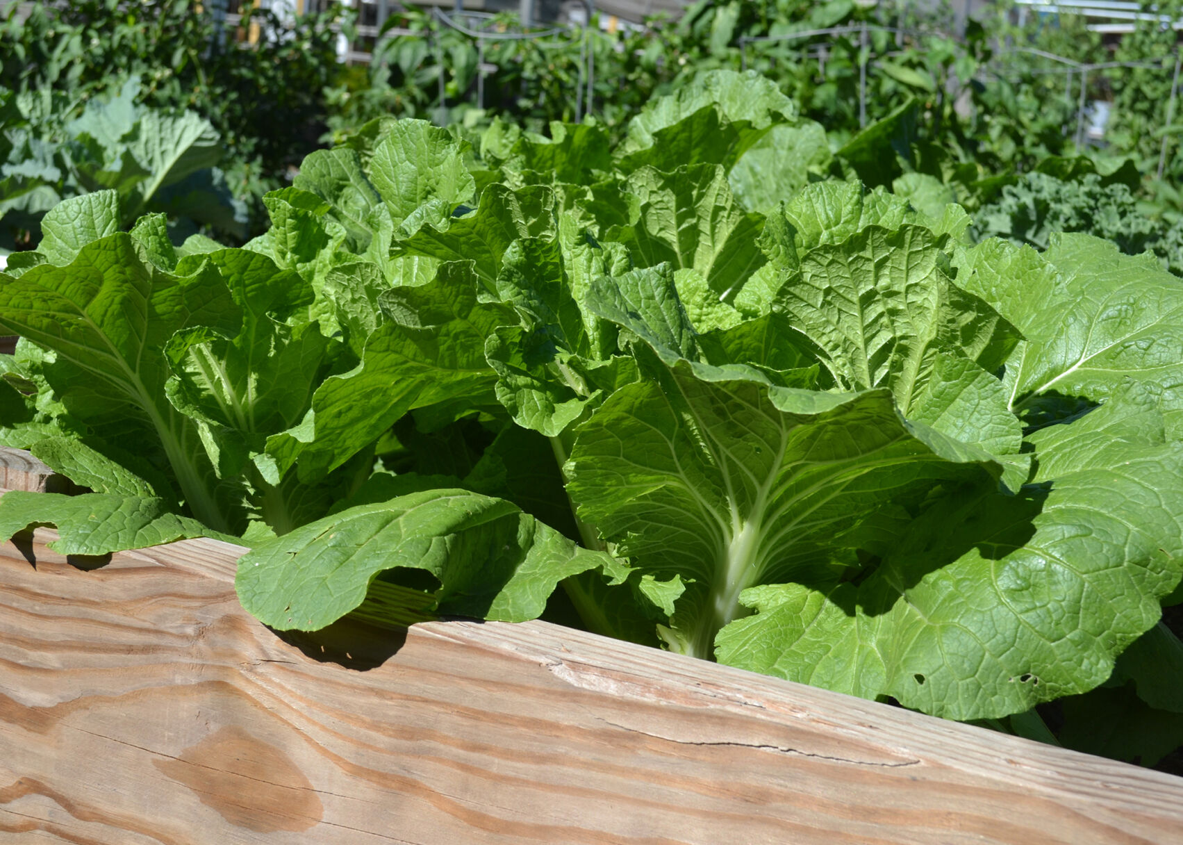 SOUTHERN GARDENING: Leafy greens benefit grown in raised beds